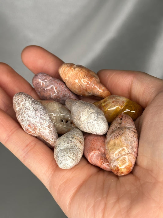 Mini Coral Lobster Claw Crystal Carving | Hand-Carved Gemstone Sculpture | Unique Ocean Fossil Crystal | Coastal Sea Lover Gift