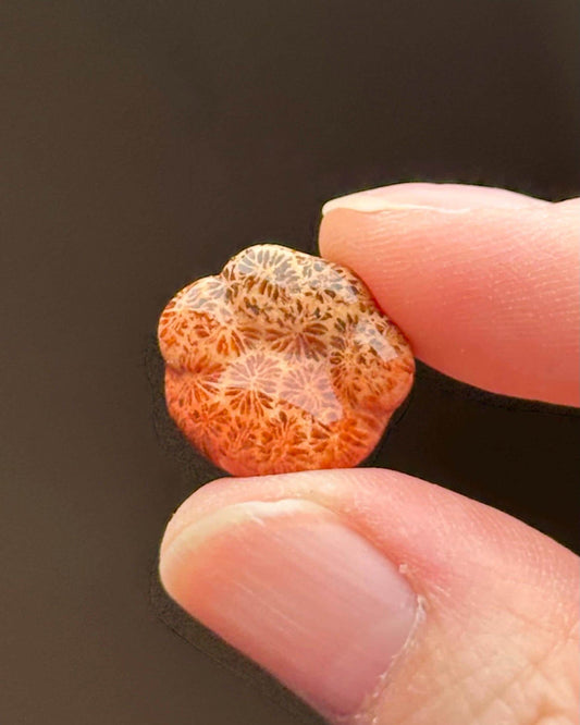 Fossilized Coral Paw Print Carving | Natural Coral Fossil Animal Sculpture | Marine Mineral Pawprint Figurine for Collectors Display Decor