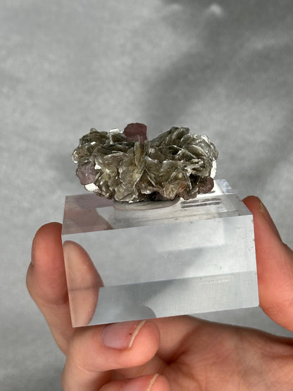 Gemmy Pink Apatite Muscovite Specimen | Rosy Crystal Formation | Natural Mineral Display Piece | Collector Showcase Decorative Accent