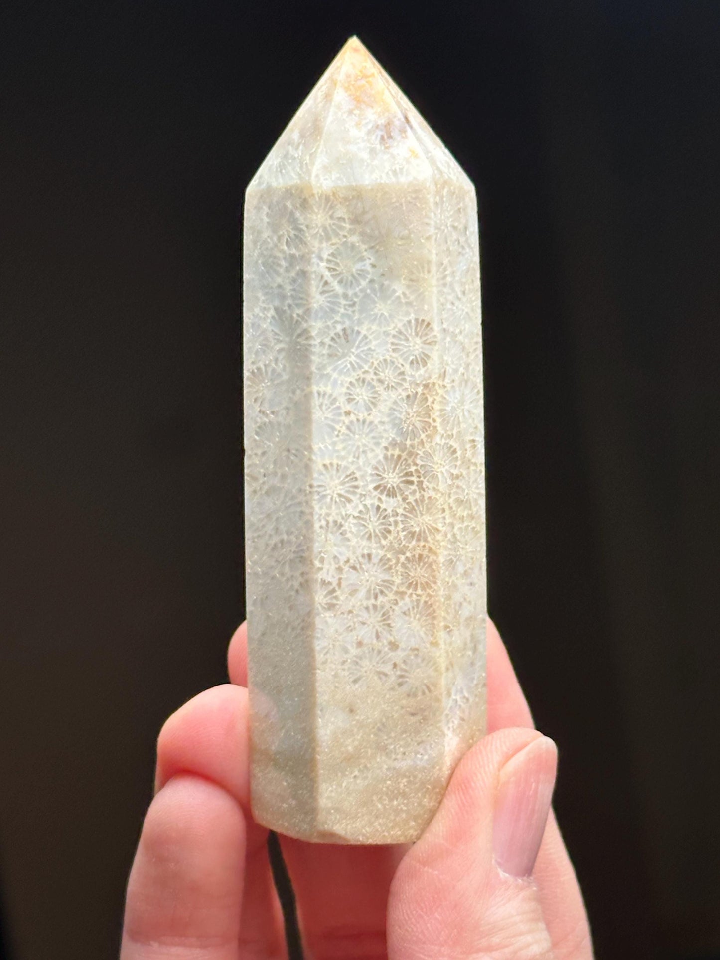 Fossilized Coral Towers - YOU PICK! | Natural Coral Fossil Crystal Points | Polished Mineral Specimens for Collectors Display Decor