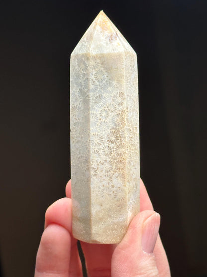 Fossilized Coral Towers - YOU PICK! | Natural Coral Fossil Crystal Points | Polished Mineral Specimens for Collectors Display Decor