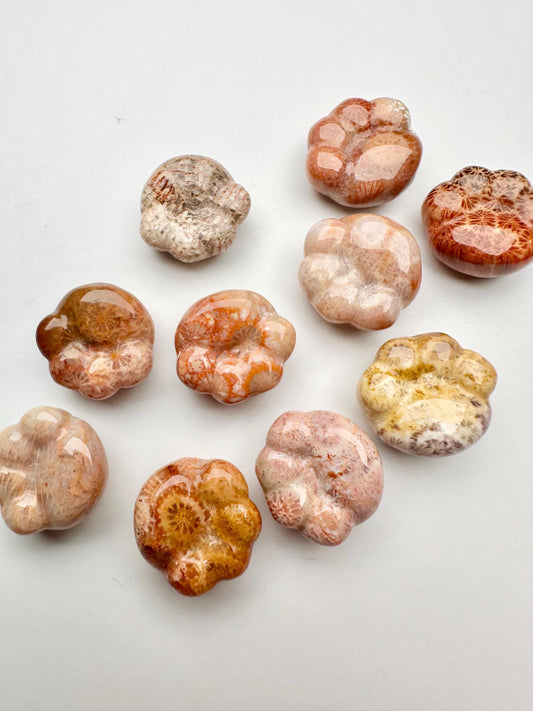 Fossilized Coral Paw Print Carving | Natural Coral Fossil Animal Sculpture | Marine Mineral Pawprint Figurine for Collectors Display Decor