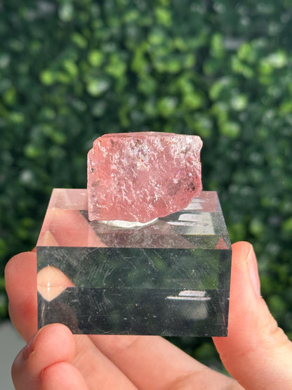 Gemmy Pink Apatite Specimen | Rosy Crystal Formation | Natural Mineral Display Piece | Collector Showcase Decorative Accent