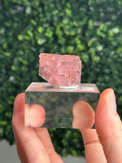 Gemmy Pink Apatite Specimen | Rosy Crystal Formation | Natural Mineral Display Piece | Collector Showcase Decorative Accent