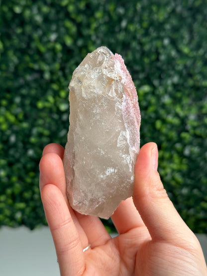 Crystallized Rose Quartz on Quartz from Paprok, Afghanistan | Natural Gemmy Pink Crystal Specimen | Collector Mineral Display & Unique Gift
