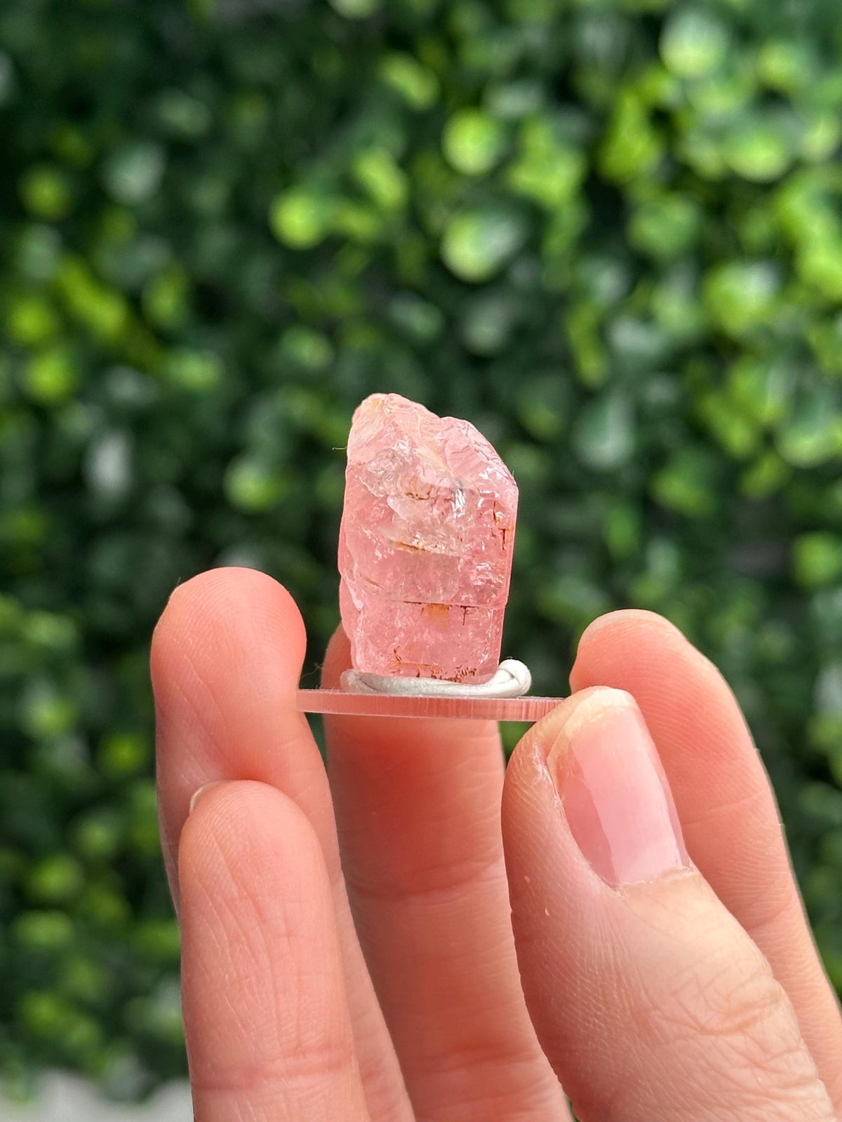 Gemmy Pink Apatite Specimen | Rosy Crystal Formation | Natural Mineral Display Piece | Collector Showcase Decorative Accent