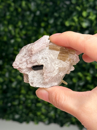 Crystallized Rose Quartz on Quartz with Mica & Green Tourmaline | Natural Multi Mineral Specimen | Canga Rosa Cluster Collector Display