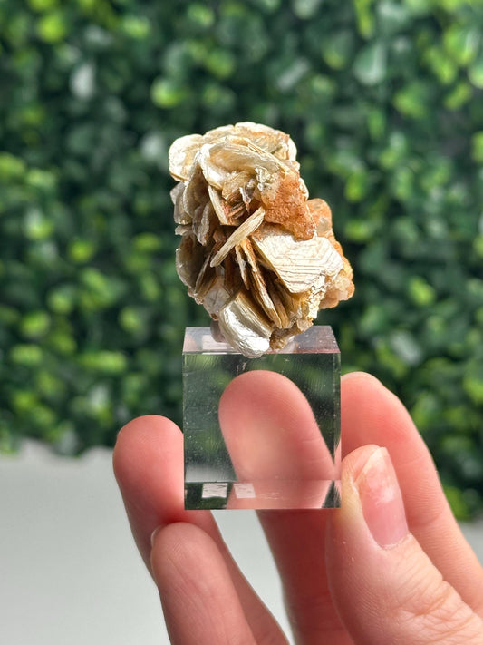 Gemmy Pink Apatite Muscovite Specimen | Rosy Crystal Formation | Natural Mineral Display Piece | Collector Showcase Decorative Accent