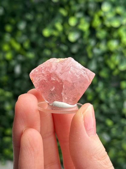 Gemmy Pink Apatite Specimen | Rosy Crystal Formation | Natural Mineral Display Piece | Collector Showcase Decorative Accent